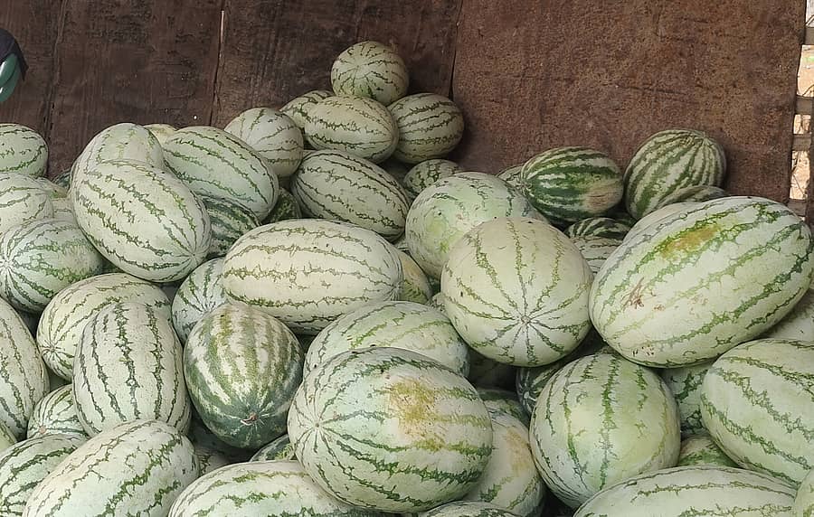 ಮಾರಾಟಕ್ಕೆ ಬಂದಿರುವ ಹೈಬ್ರಿಡ್ ತಳಿ ಕಲ್ಲಂಗಡಿಹಣ್ಣು