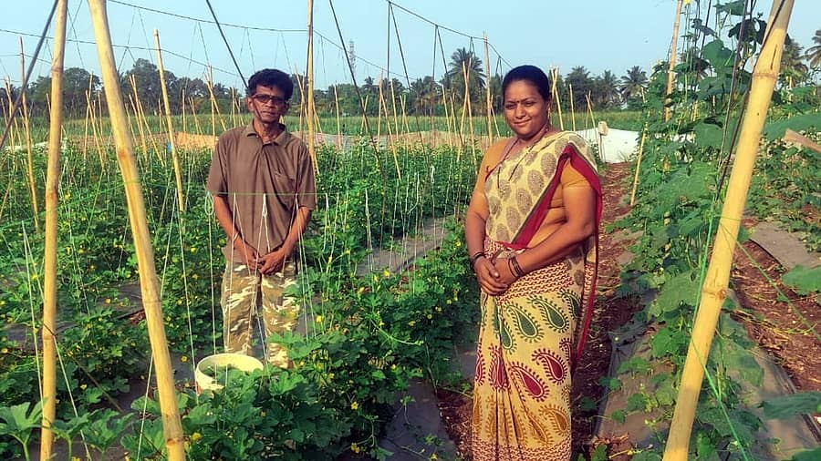 ರಬಕವಿ ಬನಹಟ್ಟಿ ಸಮೀಪದ ಯಲ್ಲಟ್ಟಿಯ ರಸ್ತೆ ಮಧ್ಯದಲ್ಲಿರುವ ತಮ್ಮ ಜಮೀನಿನಲ್ಲಿ ಕೃಷಿ ದಂಪತಿ ದಯಾನಂದ ಹಾಗೂ ಪ್ರೀತಿ ಹೊರಟ್ಟಿ