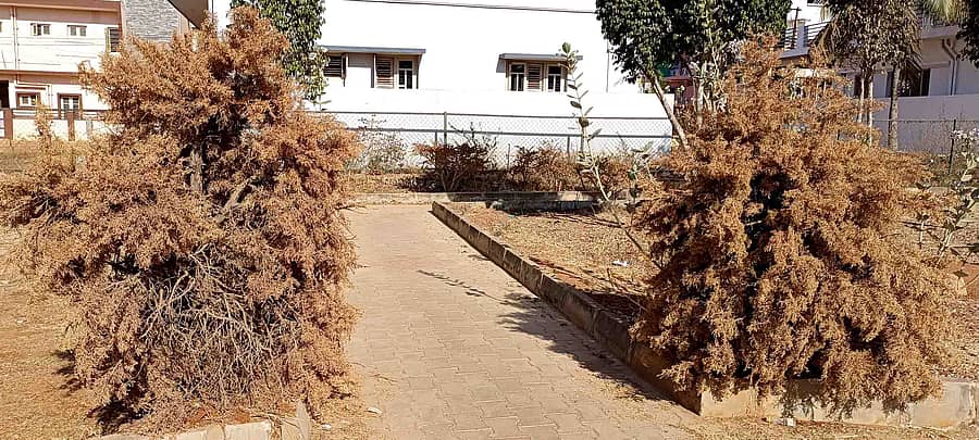 ವಿಜಯಪುರ ಮಂಡಿಬೆಲೆ ರಸ್ತೆಯಲ್ಲಿರುವ ಉದ್ಯಾನದಲ್ಲಿ ಬಾಡಿರುವ ಗಿಡಗಳು