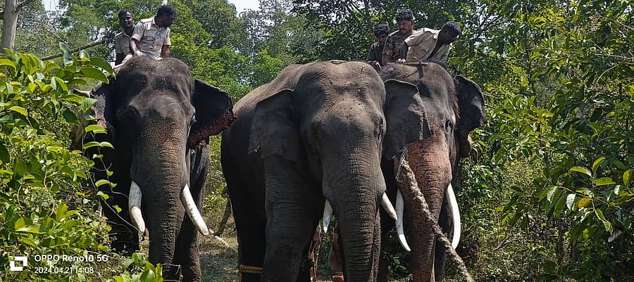 ಸಾಕಾನೆಗಳ ಸಹಾಯದಿಂದ ಕಾಡಾನೆ ‘ಸೀಗೆ’ಯನ್ನು ಸ್ಥಳಾಂತರ ಮಾಡಲಾಯಿತು.