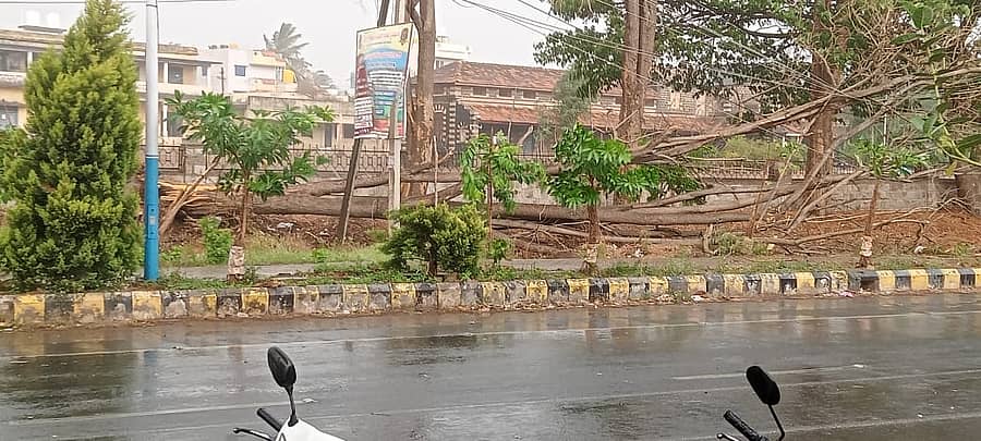 ಬೈಲಹೊಂಗಲದಲ್ಲಿ ಬುಧವಾರ ಸುರಿದ ಗಾಳಿ, ಮಳೆಗೆ ಹೊಸೂರ ರಸ್ತೆಯಲ್ಲಿ ಧರೆಗುರುಳಿದ ಮರ