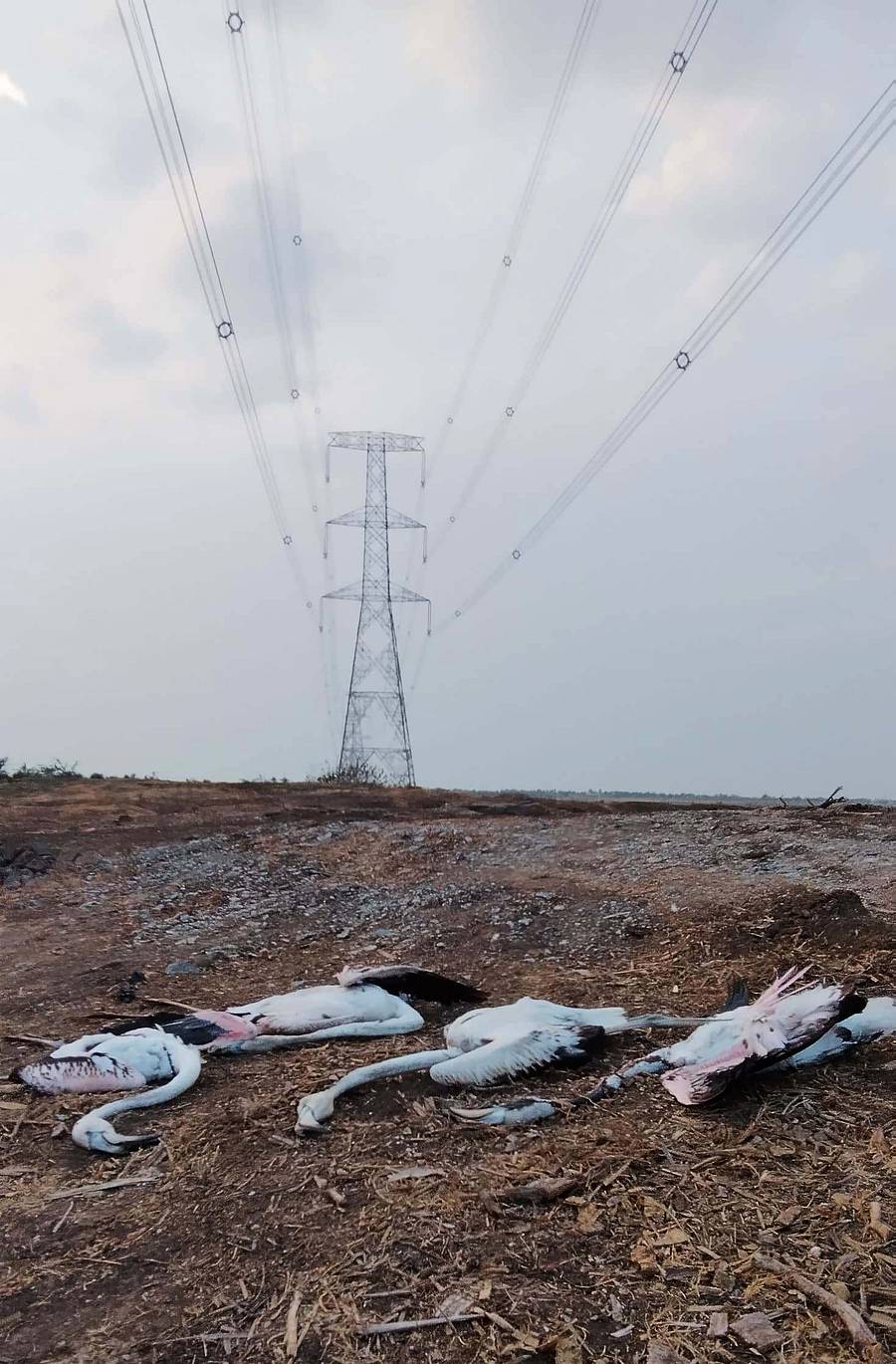 ಹಗರಿಬೊಮ್ಮನಹಳ್ಳಿ ತಾಲ್ಲೂಕಿನ ಬಾಚಿಗೊಂಡನಹಳ್ಳಿ ವಿದ್ಯುತ್ ತಂತಿಗಳಿಗೆ ತಗುಲಿ ರಾಜಹಂಸ(ಗ್ರೇಟ್ ಫ್ಲೆಮಿಂಗೊ) ಪಕ್ಷಿಗಳು ಸಾವನ್ನಪ್ಪಿರುವುದು