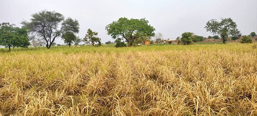 ಹುಲಸೂರ ತಾಲ್ಲೂಕಿನ ನಾಗೇಶ ಚೌರೆಯವರ ಜಮೀನಲ್ಲಿ ಕಬ್ಬಿನ ಫಸಲು ನೀರಿಲ್ಲದೆ ಒಣಗಿರುವುದು