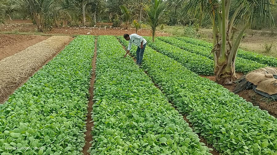 ಹುಣಸೂರು ತಾಲ್ಲೂಕಿನಲ್ಲಿ ತಂಬಾಕು ಬೇಸಾಯ ಚುರುಕುಗೊಂಡಿದ್ದು, ಎಮ್ಮೆಕೊಪ್ಪಲಿನಲ್ಲಿ ರೈತ ಕೃಷ್ಣೇಗೌಡ ತಂಬಾಕು ಸಸಿ ಬೆಳೆದು ಪೋಷಿಸಿಸುತ್ತಿರುವುದು