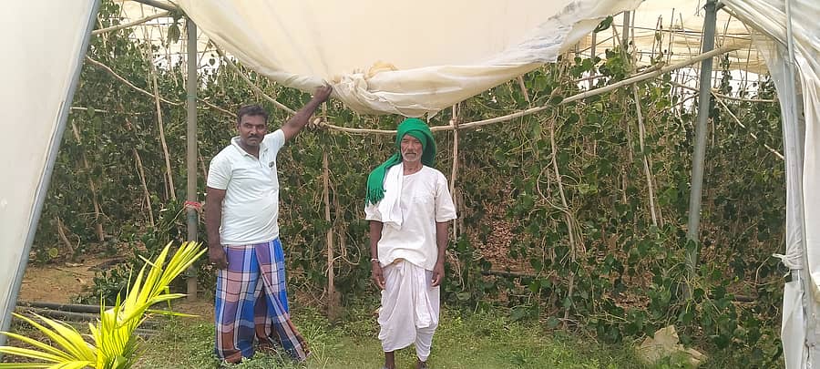 ತಡಸ ಸಮೀಪದ ಮಮದಾಪೂರ ಗ್ರಾಮದ ಹನುಮಂತಪ್ಪ ಲಮಾಣಿ ಪಾಲಿಹೌಸ್ನಲ್ಲಿ ವೀಳ್ಯದೆಲೆ ಕೃಷಿ ಮಾಡಿರುವುದು