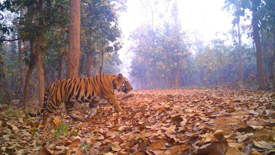 <div class="paragraphs"><p>ಬಂಗಾಳ ಹುಲಿ</p></div>