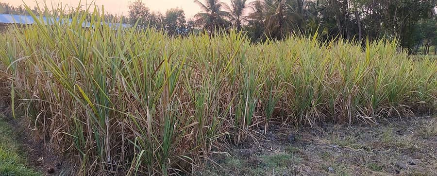 ಭಾರತೀನಗರ ಸಮೀಪದ ಗುಡಿಗೆರೆ ಬಳಿಯ ಕಾಡನಪುರದದೊಡ್ಡಿ ಗ್ರಾಮದ ರೈತ ಕೃಷ್ಣಪ್ಪ ಎಂಬುವವರ ಜನವರಿತಿಂಗಳ ಕಬ್ಬಿನ ಫಸಲು ನೀರಿಲ್ಲದೆ ಒಣಗಿ ಹೋಗಿರುವುದು.