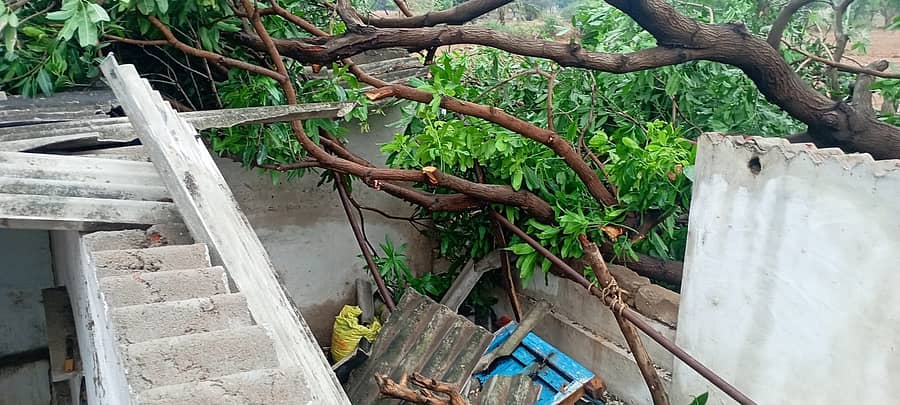 ಗಜೇಂದ್ರಗಡ ಸಮೀಪದ ಲಕ್ಕಲಕಟ್ಟಿ ಗ್ರಾಮದಲ್ಲಿ ಬಿರುಗಾಳಿ ಸಹಿತ ಮಳೆಗೆ ಶೆಡ್‌ ಮೇಲೆ ಮರ ಬಿದ್ದಿದೆ