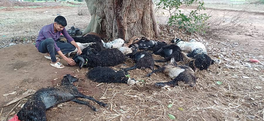 ಕುಂಸಿ ಸಮೀಪದ ಆಯನೂರು ಕೋಟೆಯಲ್ಲಿ ಝಾಕೀರ್ ಹುಸೇನ್ ಅವರಿಗೆ ಸೇರಿದ 18 ಕುರಿಗಳು ಶುಕ್ರವಾರ ಸಂಜೆ ಬಡಿದ ಸಿಡಿಲಿಗೆ ಬಲಿಯಾಗಿವೆ