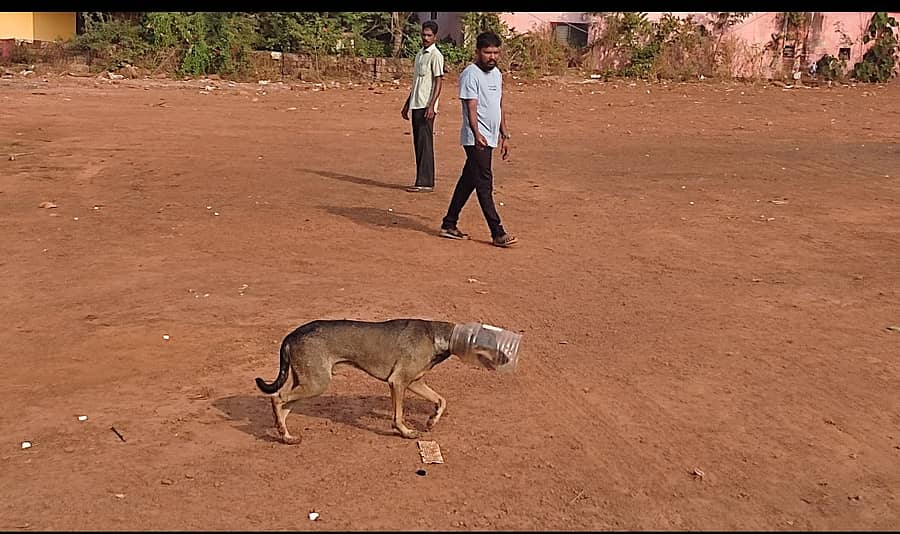 ಮುಖಕ್ಕೆ ಪ್ಲಾಸ್ಟಿಕ್ ಡಬ್ಬ ಸಿಲುಕಿಸಿಕೊಂಡಿರುವ ನಾಯಿಯನ್ನು ಹಿಡಿಯಲು ಸ್ಥಳೀಯರು ಪ್ರಯತ್ನಿಸಿದರು