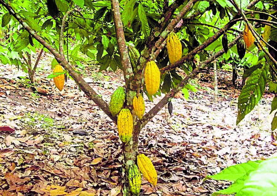 <div class="paragraphs"><p>ಹಸಿ ಕೊಕ್ಕೊ</p></div>