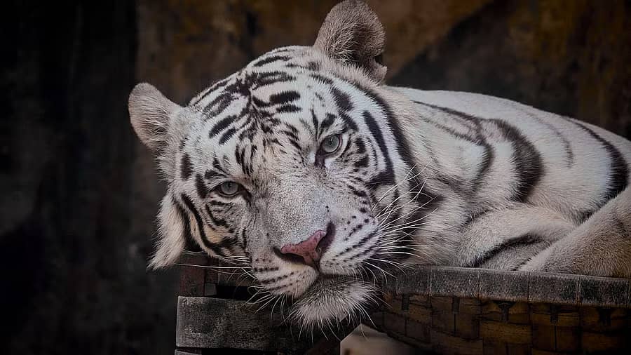 <div class="paragraphs"><p>ಬಿಳಿಹುಲಿ (ಸಾಂಕೇತಿಕ ಚಿತ್ರ) </p></div>