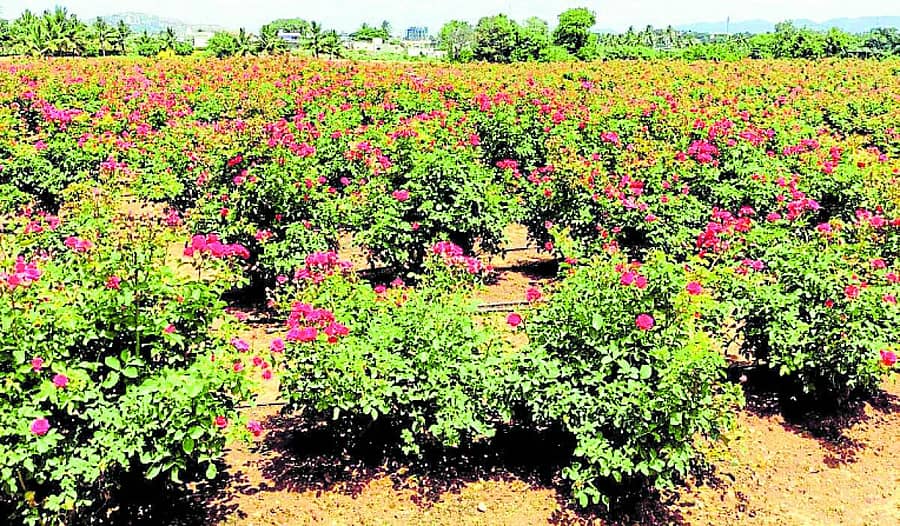 <div class="paragraphs"><p>ಕುರುಗೋಡು ಸಮೀಪದ ಸಿರಿಗೇರಿ ಗ್ರಾಮದ ರೈತ ಗುರುರಾಜ ಅವರ ತೋಟದಲ್ಲಿ ಅರಳಿದ ಗುಲಾಬಿ ಹೂಗಳು</p></div>