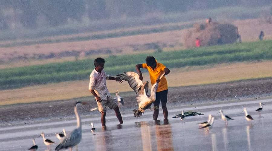 ಹಗರಿಬೊಮ್ಮನಹಳ್ಳಿ ತಾಲ್ಲೂಕಿನ ನಾರಾಯಣ ದೇವರಕೆರೆ ಗ್ರಾಮದ ಬಳಿ ತುಂಗಭದ್ರಾ ಹಿನ್ನೀರು ಪ್ರದೇಶದಲ್ಲಿ ಹೆಜ್ಜಾರ್ಲೆ ಬೇಟೆಗೆ ಮುಂದಾಗಿರುವ ಬೇಟೆಗಾರರು