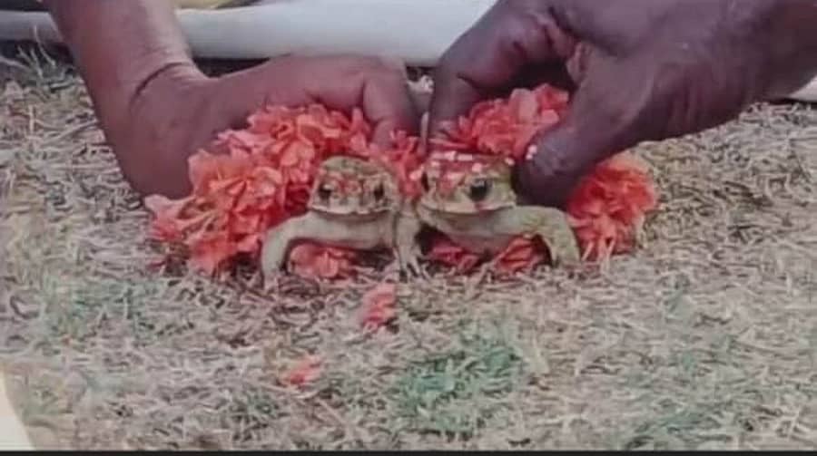 ಭಾರತೀನಗರ ಸಮೀಪದ ಕಾಡನಪುರದದೊಡ್ಡಿ(ಕೆ.ಪಿ.ದೊಡ್ಡಿ) ಗ್ರಾಮದಲ್ಲಿ ಕಪ್ಪೆಗಳಿಗೆ ಮದುವೆ ಮಾಡಿಸುವ ಮೂಲಕ ಮಳೆರಾಯನಿಗಾಗಿ ರೈತರು ಪ್ರಾರ್ಥಿಸಿದರು.