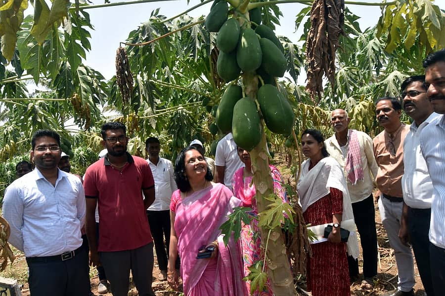 <div class="paragraphs"><p>ಧಾರವಾಡ ತಾಲ್ಲೂಕಿನ ಮಾದನಭಾವಿ ಗ್ರಾಮದ ದಯಾನಂದ ಹೊಳೆಹಡಗಲಿ ಹೊಲದಲ್ಲಿ ಪಪ್ಪಾಯಿ ತೋಟಕ್ಕೆ ಜಿಲ್ಲಾ ಪಂಚಾಯಿತಿ ಸಿಇಒ ಸ್ವರೂಪಾ ಟಿ.ಕೆ. ಭೇಟಿ ನೀಡಿ ಮಾಹಿತಿ ಪಡೆದರು</p></div>