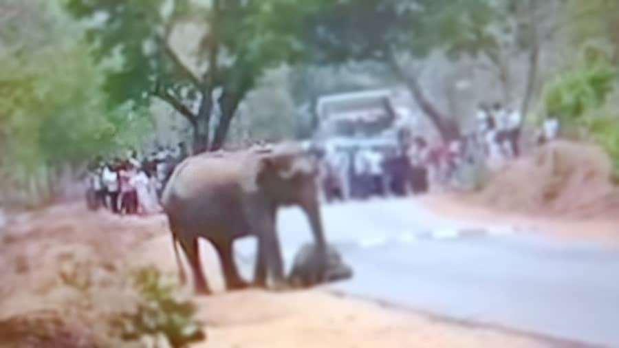 <div class="paragraphs"><p>ಬಂಡೀಪುರ ಹುಲಿ ಸಂರಕ್ಷಿತ ಪ್ರದೇಶದ ಊಟಿ ರಸ್ತೆಯಲ್ಲಿ ಹುಲಿಯೊಂದು ಮರಿಯಾನೆ ಮೇಲೆ ದಾಳಿ ಮಾಡಿದ್ದು, ಮರಿ ಮೃತಪಟ್ಟಿದೆ.</p></div>