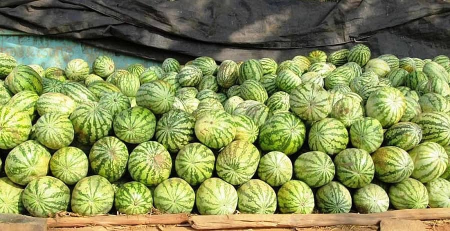 ಹುಳಿಯಾರಿನಲ್ಲಿ ಕಲ್ಲಂಗಡಿ ಹಣ್ಣು ಮಾರಾಟಕ್ಕೆ ಇಟ್ಟಿರುವುದು