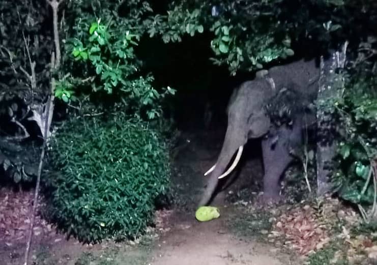 ಟೀಕ್ ವುಡ್ ತೋಟದ ಮನೆಯ ಸಮೀಪದಲ್ಲಿ ಬೀಡುಬಿಟ್ಟಿರುವ ಸಲಗ