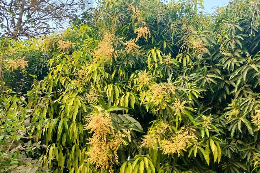 <div class="paragraphs"><p>ಚನ್ನಗಿರಿ ತಾಲ್ಲೂಕಿನ ಮಾವಿನಕಟ್ಟೆ ಗ್ರಾಮದಲ್ಲಿ ಏಪ್ರಿಲ್ ತಿಂಗಳಲ್ಲಿ ಮಾವಿನ ಮರ ಹೂವು ಬಿಟ್ಟು, ಚಿಗುರು ಹಾಗೂ ಹೀಚುಗಳಿಂದ ಕಂಗೊಳಿಸುತ್ತಿರುವುದು</p></div>