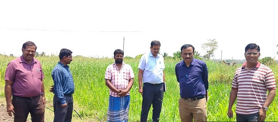 ನಂಜನಗೂಡು ತಾಲ್ಲೂಕಿನಲ್ಲಿ ನಗರ್ಲೆ ಸಮೀಪದ ಜಮೀನಿನಲ್ಲಿ ರೈತ ಮನು ಅವರು ಮೇವು ಬೆಳೆದಿರುವುದನ್ನು ಪಶುಸಂಗೋಪನಾ ಇಲಾಖೆ ಉಪ ನಿರ್ದೇಶಕ ಡಾ.ನಾಗರಾಜ್ ಶನಿವಾರ ವೀಕ್ಷಿಸಿ ಮಾಹಿತಿ ಪಡೆದರು