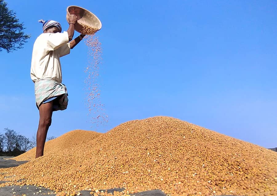 ಕಡಲೆ ಬೆಳೆ ಸ್ವಚ್ಛಗೊಳಿಸಿದ ರೈತ –ಸಂಗ್ರಹ ಚಿತ್ರ
