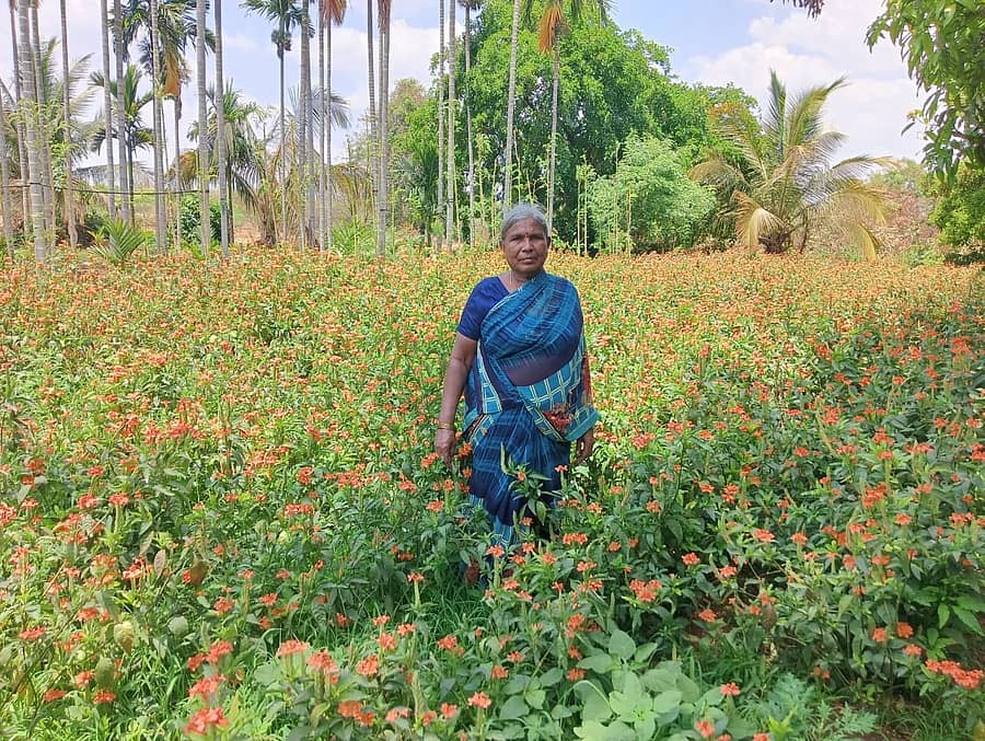 ಹೂವಿನ ಬೇಸಾಯದಲ್ಲಿ ತೊಡಗಿಸಿಕೊಂಡ ಸುಶೀಲಮ್ಮ