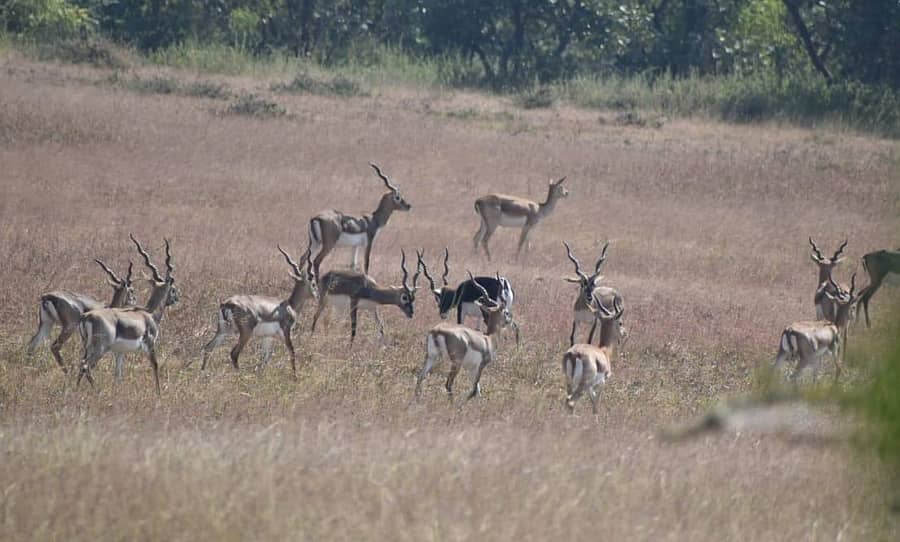 ಔರಾದ್ ತಾಲ್ಲೂಕಿನ ಚಟ್ನಾಳ ಸಮೀಪ ಗುಂಪಾಗಿ ಹೊರ ಬಂದ ಕೃಷ್ಣಮೃಗಗಳು