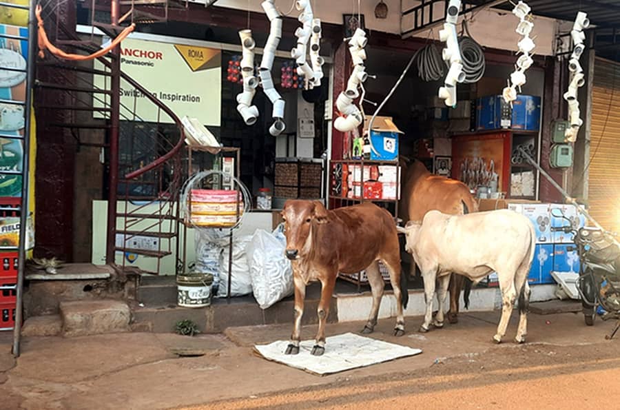 ಚಿಟಗುಪ್ಪ ಪಟ್ಟಣದ ಹಳೆ ಬಸ್ ನಿಲ್ದಾಣದ ಎದುರುಗಡೆ ದನಗಳು ಹೊಟ್ಟೆ ತುಂಬಿಸಿಕೊಳ್ಳಲು ಅಂಗಡಿಗಳ ಒಳಗೆ ನುಗ್ಗುತ್ತಿರುವುದು