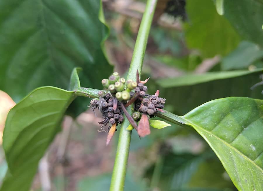 ಕಳಸ ಸಮೀಪದ ಎಸ್.ಕೆ.ಮೇಗಲ್ ತೋಟದಲ್ಲಿ ತೇವಾಂಶದ ಕೊರತೆಯಿಂದ ಕಾಫಿ ಮಿಡಿಗಳು ಕರಟಿರುವುದು.