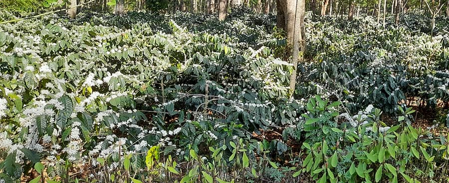 ಪ್ರವಾಸಿಗರ ಕಣ್ಮನ ಸೆಳೆಯುತ್ತಿರುವ ಕಾಫಿ ಹೂ.