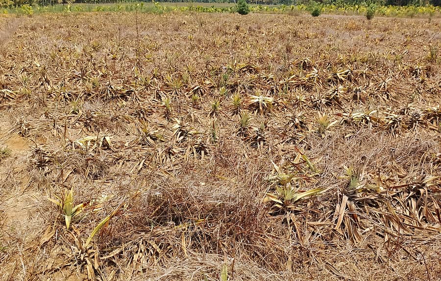 ಶಿರಸಿಯ ಬನವಾಸಿ ಭಾಗದಲ್ಲಿ ಬರ ಹಾಗೂ ನೀರ ಕೊರತೆಯ ಕಾರಣಕ್ಕೆ ಬೆಳೆ ಒಣಗಿರುವುದು