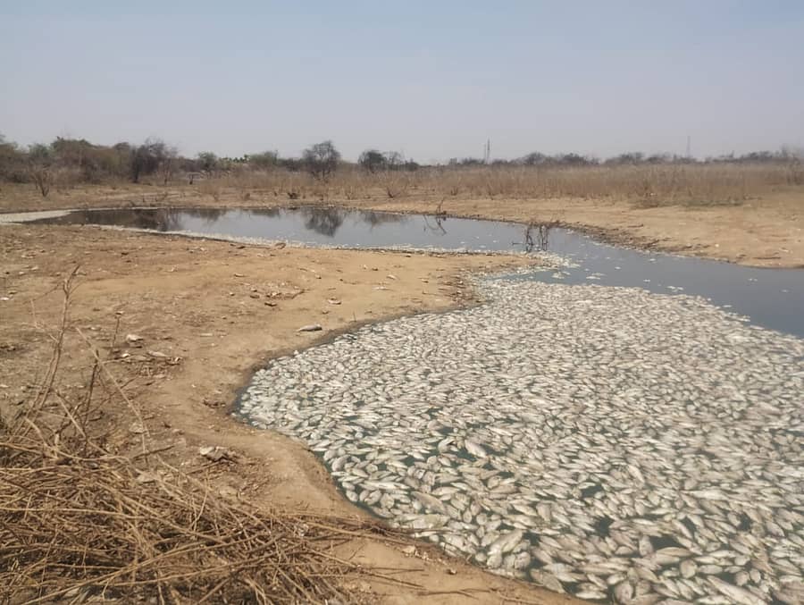 ಶಿರಾ ತಾಲ್ಲೂಕಿನ ದೊಡ್ಡಗೂಳ ಗ್ರಾಮದ ಕೆರೆಯಲ್ಲಿ ಸತ್ತಿರುವ ಮೀನುಗಳು