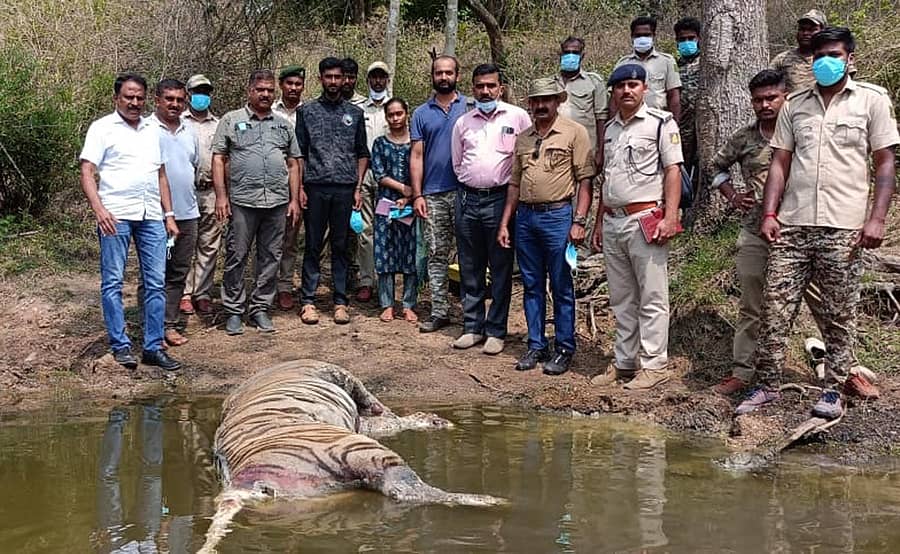 ಕೊಡಗು ಜಿಲ್ಲೆಯ ಗೋಣಿಕೊಪ್ಪಲು ಬಳಿಯ ಗಣಗೂರು ಅರಣ್ಯಪ್ರದೇಶದ ಕೆರೆಯಲ್ಲಿ ಪತ್ತೆಯಾದ ಹುಲಿ ಕಳೇಬರ. ಡಿಸಿಎಫ್ ಜಗನ್ನಾಥ್, ಹುಣಸೂರು ವನ್ಯಜೀವಿ ವಿಭಾಗದ ಎಸಿಎಫ್ ಡಿ.ಎಸ್.ದಯಾನಂದ್, ಆನೆಚೌಕೂರು ವನ್ಯಜೀವಿ ವಲಯದ ಅರಣ್ಯಾಧಿಕಾರಿ ದೇವರಾಜು ಪಾಲ್ಗೊಂಡಿದ್ದರು