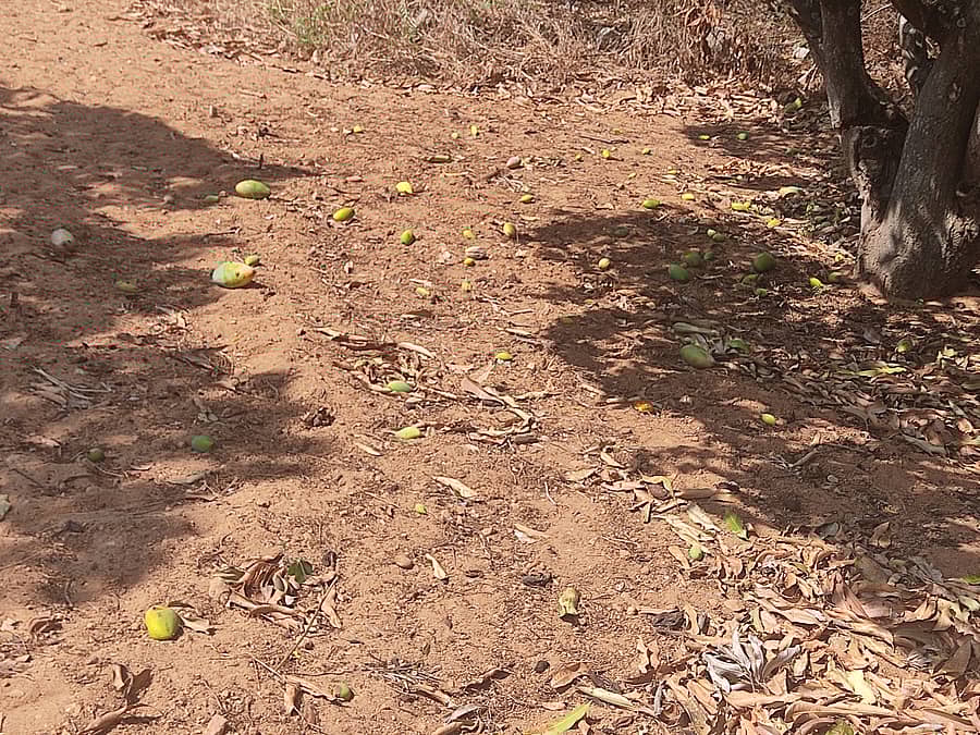 ಬಿಸಿಲಿನ ಕಾರಣಕ್ಕೆ ಉದುರುತ್ತಿರುವ ಮಾವಿನ ಹೀಚುಗಳು