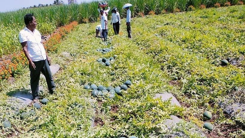 ಚಿಕ್ಕೋಡಿ ತಾಲ್ಲೂಕಿನ ಸದಲಗಾದ ರೈತ ಅಪ್ಪಾಸಾಹೇಬ ಕುರಬೆಟ್ಟೆ ಅವರ ಮೂರು ಎಕರೆಯಲ್ಲಿ ಹುಲುಸಾಗಿ ಬೆಳೆದ ಕಲ್ಲಂಗಡಿ