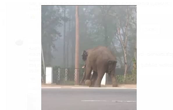 <div class="paragraphs"><p>ಕಾಡಾನೆ&nbsp;&nbsp;</p></div>