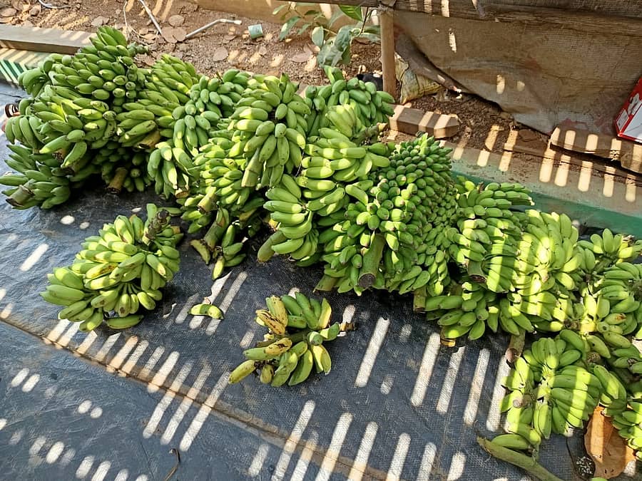 ಸಿದ್ದಾಪುರದ ರೈತರೊಬ್ಬರ ಮನೆ ಅಂಗಳದಲ್ಲಿ ಕೊಳ್ಳುವವರಿಲ್ಲದೇ ಬಾಳೆಕಾಯಿ ಹಣ್ಣಾಗುತ್ತಿರುವುದು