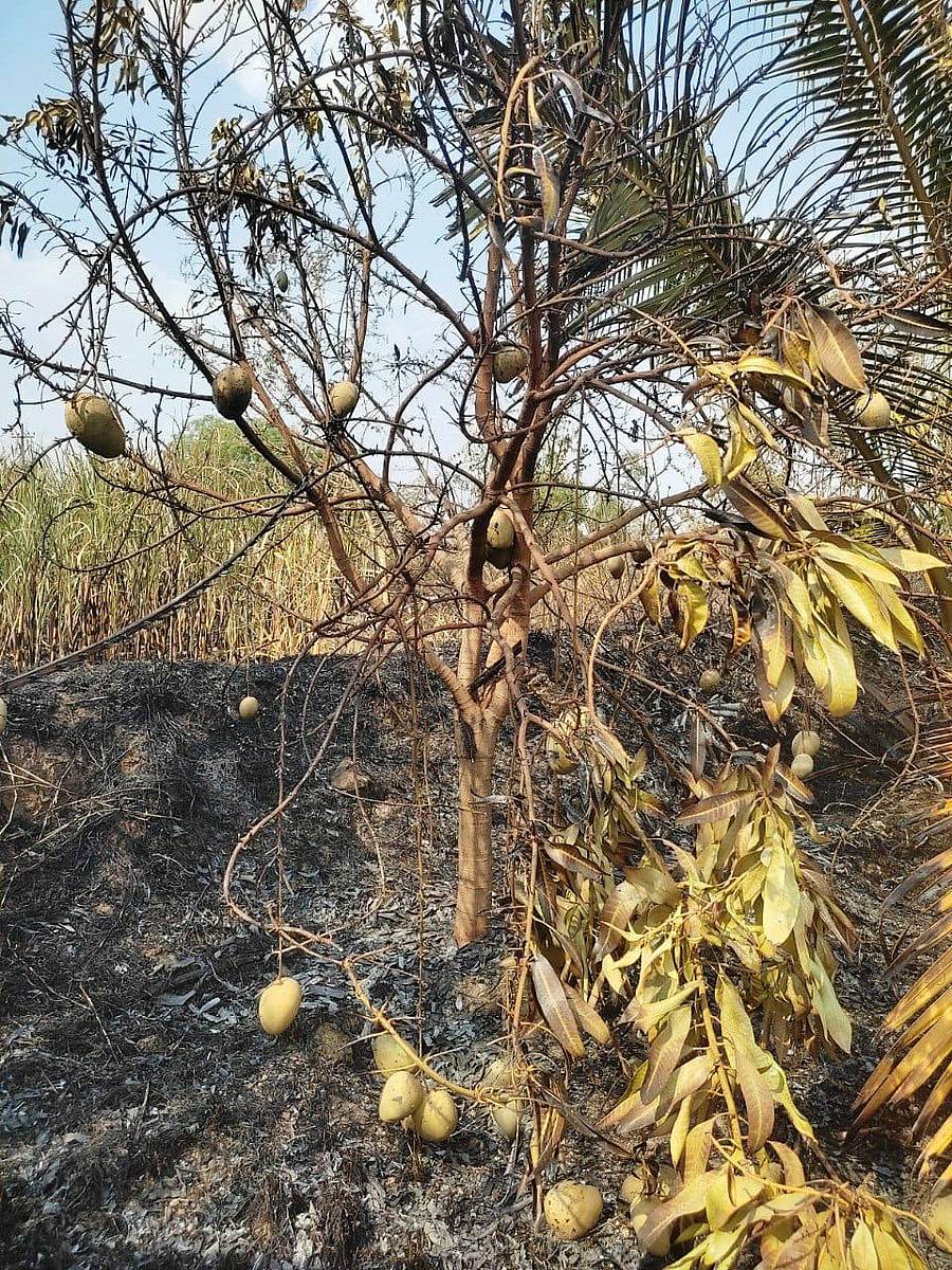 ತಿಕೋಟಾ ತಾಲ್ಲೂಕಿನ ಸಿದ್ದಾಪುರ ಕೆ. ಗ್ರಾಮದಲ್ಲಿನ ಅವಿನಾಶ ಈರಪ್ಪ ತೇಲಿ ಅವರ ತೋಟದಲ್ಲಿನ ಮಾವಿನ ಗೊಡ ವಿದ್ಯುತ್ ಅವಘಡದಿಂದ ಬೆಂಕಿಗಾಹುತಿಯಾಗಿದೆ