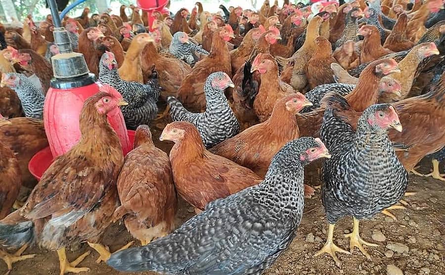 ನಾಟಿ ಕೋಳಿ ಪಾರಂನಲ್ಲಿ ಬೆಳೆಯುತ್ತಿರುವ ನಾಟಿ ಕೋಳಿಗಳು(ಸಂಗ್ರಹ ಚಿತ್ರ)