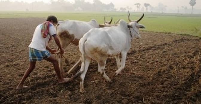 ನರಗುಂದ ತಾಲ್ಲೂಕಿನ ಲ್ಲಿ ಹೊಲ ಹದ ಮಾಡುತ್ತಿರುವ ರೈತ.