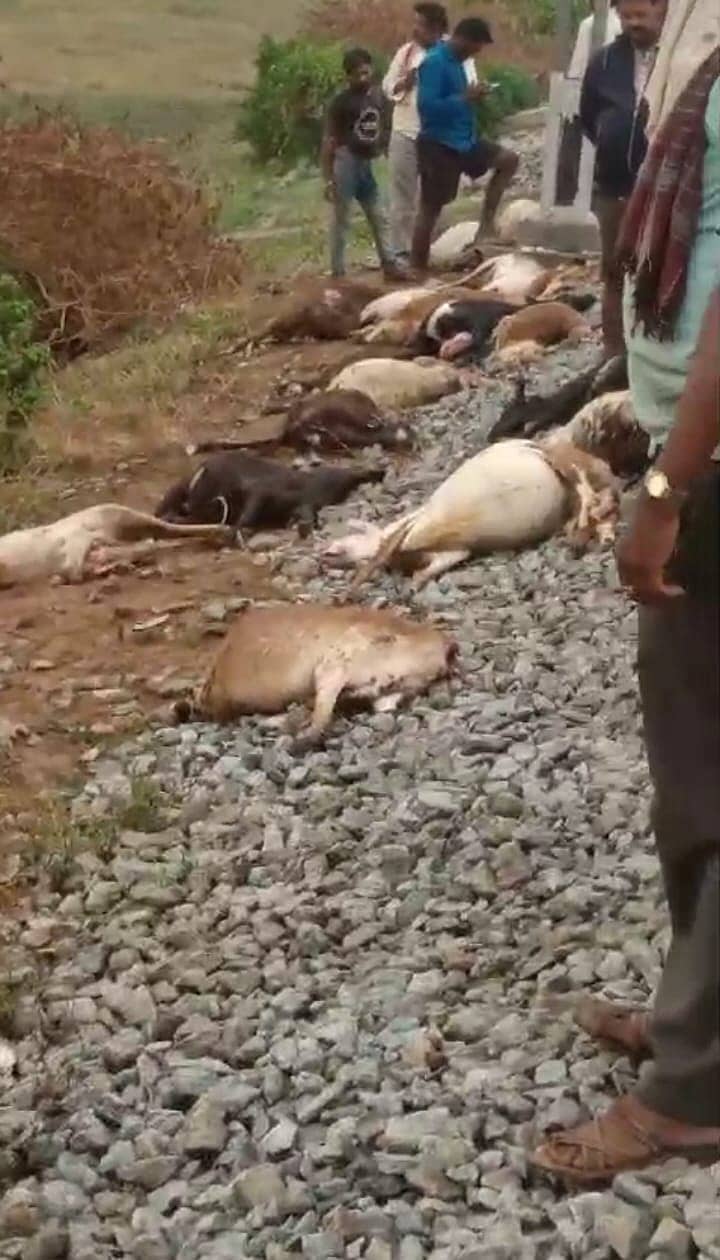 ರೈಲ್ವೆ ಹಳಿಯ ಪಕ್ಕದಲ್ಲಿ ಸತ್ತು ಬಿದ್ದಿರುವ ಕುರಿಗಳು