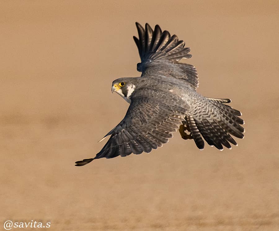 <div class="paragraphs"><p> ಹದ್ದು</p></div>