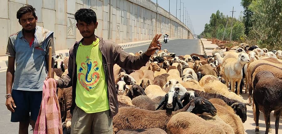 ಹೊಸಕೋಟೆ ತಾಲ್ಲೂಕಿನ ಸೂಲಿಬೆಲೆ ಗ್ರಾಮದ ಬಳಿ ಕುರಿ ಮೇಯಿಸಿಕೊಂಡು ಮಂದೆ ಹಾಕಲು ಹೊರಟ ಕುರಿಗಾಹಿಗಳು