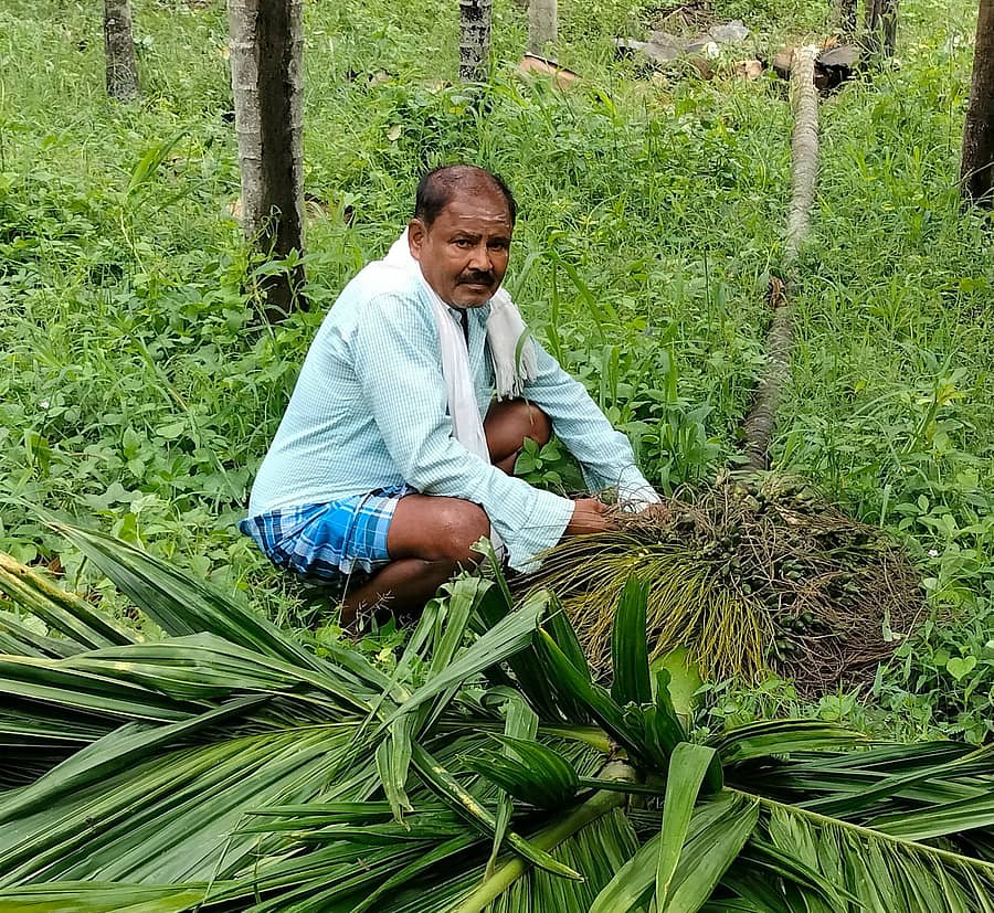 ಕಡರನಾಯ್ಕನಹಳ್ಳಿ ಸುತ್ತಮುತ್ತಲಿನ ಪ್ರದೇಶದಲ್ಲಿ ಮಳೆ, ಗಾಳಿಗೆ ನೆಲಕ್ಕೆ ಬಿದ್ದಿರುವ ಅಡಿಕೆ ಮರ