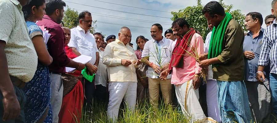 ರಾಮನಗರ ಜಿಲ್ಲಾ ಉಸ್ತುವಾರಿ ಸಚಿವ ರಾಮಲಿಂಗಾ ರೆಡ್ಡಿ ಅವರು ತೀವ್ರ ಬರಪೀಡಿತ ಕನಕಪುರ ತಾಲ್ಲೂಕಿನ ಕಾಳೇಗೌಡನದೊಡ್ಡಿಯ ಹೊಲಕ್ಕೆ ಕಳೆದ ನವೆಂಬರ್ನಲ್ಲಿ ಭೇಟಿ ನೀಡಿದ್ದಾಗ ರೈತರು ಮಳೆ ಇಲ್ಲದೆ ಒಣಗಿದ್ದ ರಾಗಿ ಪೈರನ್ನು ಸಚಿವರಿಗೆ ತೋರಿಸಿದ್ದರು (ಸಂಗ್ರಹ ಚಿತ್ರ)