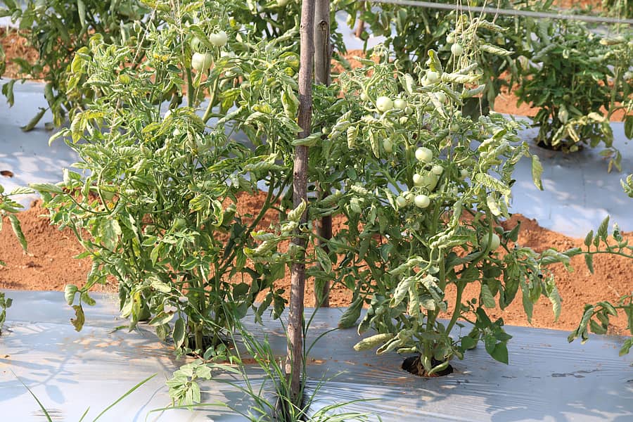 ಟೊಮೆಟೊ ಗಿಡದಲ್ಲಿ ಎಲೆಗಳು ಮುದಿರಿಕೊಂಡಿರುವುದು