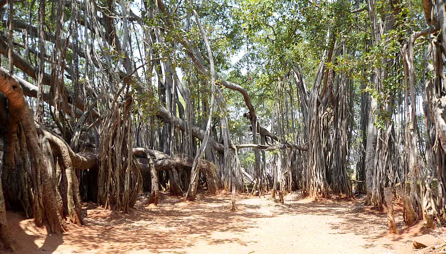 ದೊಡ್ಡ ಆಲದ ಮರ