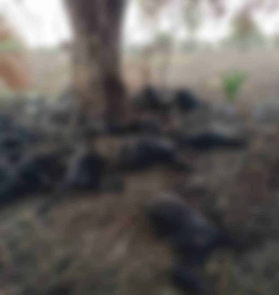 <div class="paragraphs"><p>ಕಾಳಗಿ ತಾಲ್ಲೂಕಿನ ಭರತನೂರ–ರಾಜಾಪುರ ನಡುವೆ ಶನಿವಾರ ಸಂಜೆ ಸಿಡಿಲಿಗೆ ಸತ್ತಿರುವ ಮೇಕೆಗಳು</p></div>