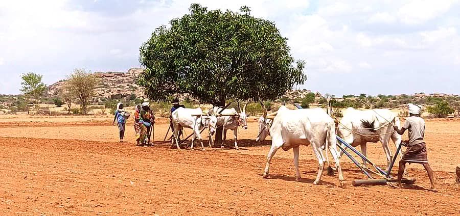 ಮೊಳಕಾಲ್ಮುರು ತಾಲ್ಲೂಕಿನ ಅಶೋಕ ಸಿದ್ದಾಪುರ ಬಳಿ ಶೇಂಗಾ ಬಿತ್ತನೆಯಲ್ಲಿ ತೊಡಗಿರುವ ರೈತರು